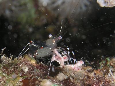 Bruun's cleaning partner shrimp (with eggs)