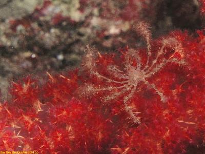 Spider crab on a soft coral