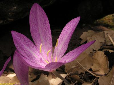 Mosaic Crocus