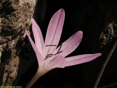 Mosaic Crocus