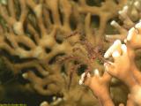 Spider crab on a fire coral