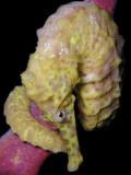 lemon twist