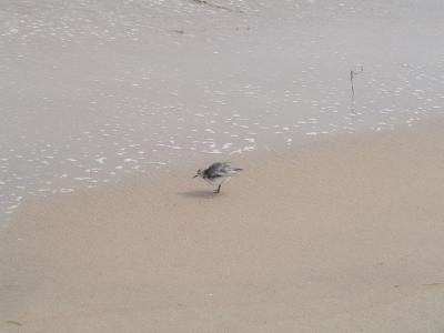 obx_44  - Atlantic Ocean at Cape Hatteras - Love These Little Birdies!