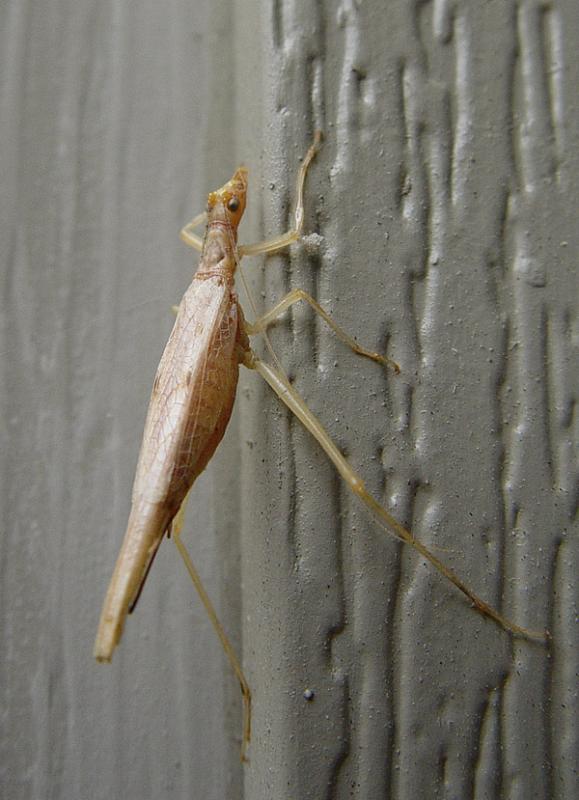 Unidentified (as yet) Bug