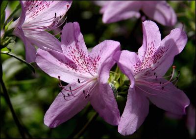 Lavender Azaleas