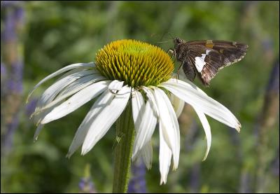 Butterfly on Flower