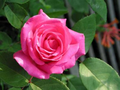 Roses - rozen
