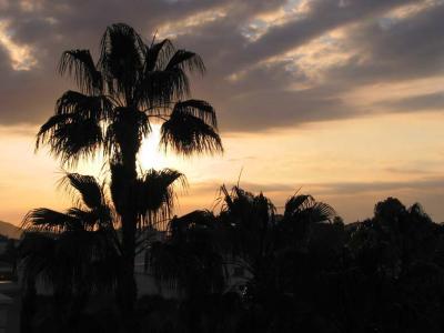 0203g palm sunrise 5mo.jpg
