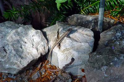 btu030803s2 sunning lizard.jpg