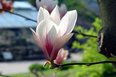 btu1304s2 magnolia 3mo.jpg