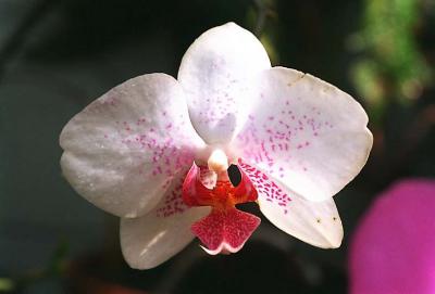 0401c4 orchid 3zrmo.JPG