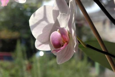170904w autumn orchid 2zrmo.jpg