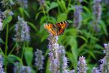 020803s2 butterfly 4zrmo.jpg