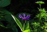 160603s2 centaurea montana 3bzmo.jpg