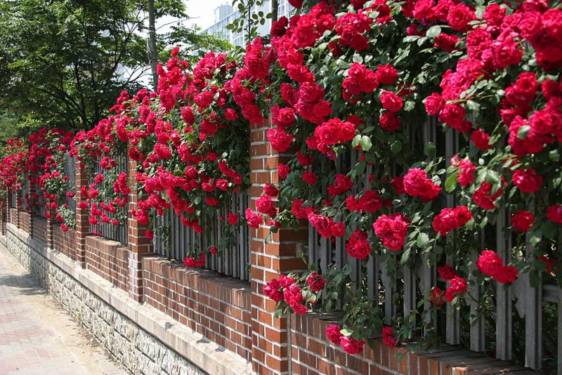 roses3.jpg