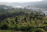 cemetary.jpg