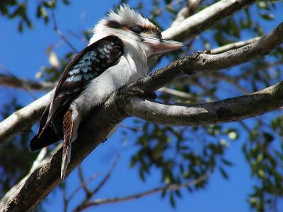 Kooka at home copy.jpg