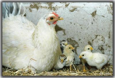 u46/jarrell/medium/29839970.chicks1.jpg
