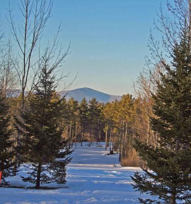 pShaw thru trees 1200.jpg
