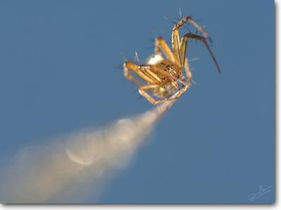Spider on a rocket