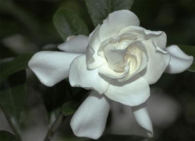 White Gardenia