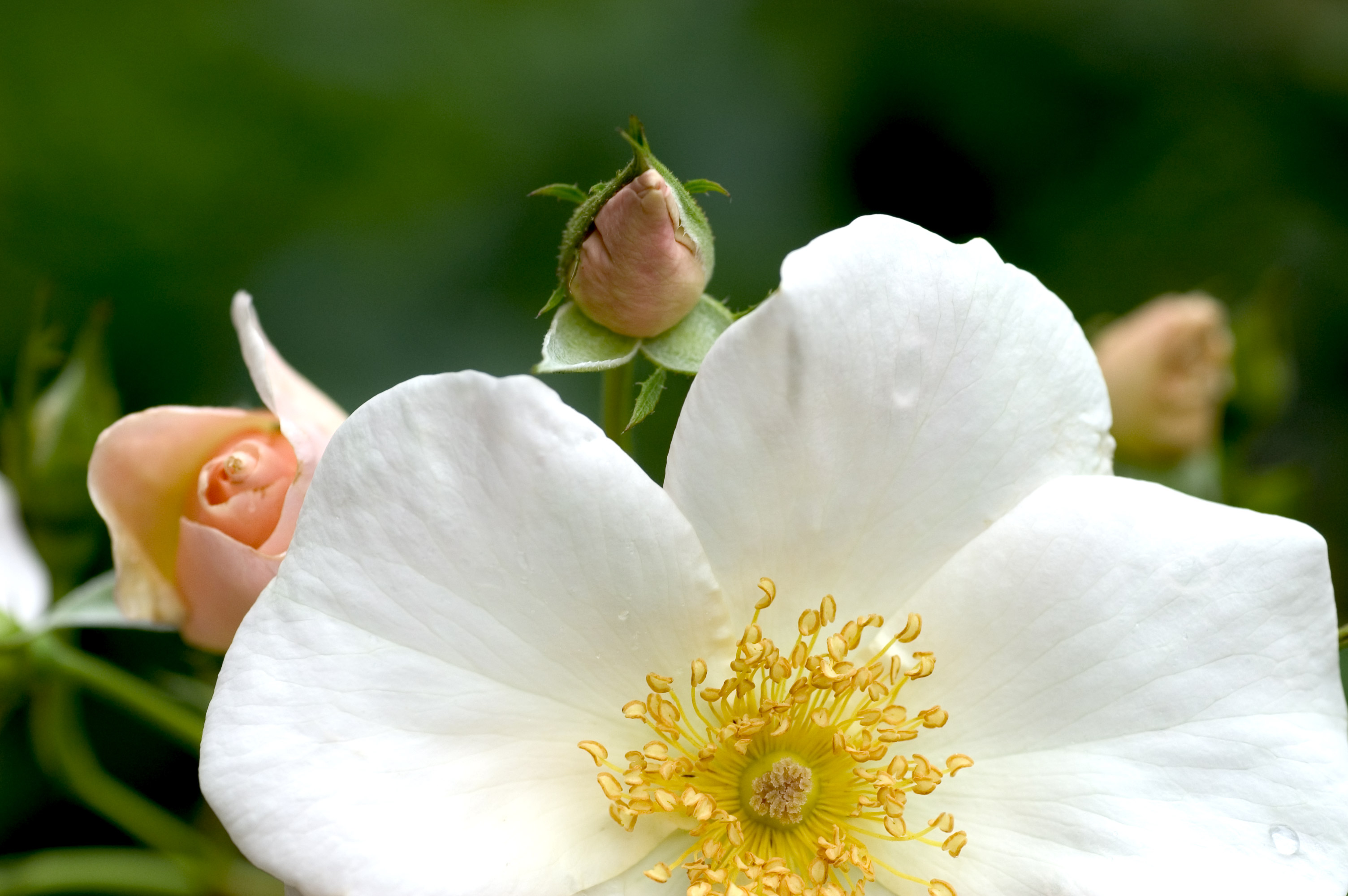 Old Fashioned Rose