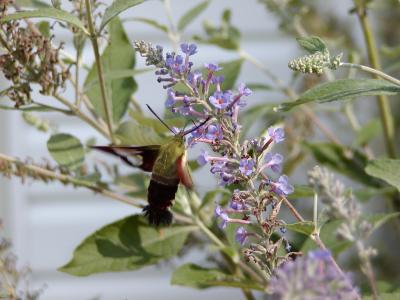 Hummingbird Hemaris Thysbe