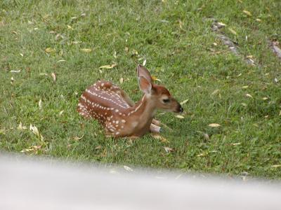 No. 2 Fawn in back yard