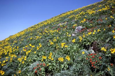 Flowers On Dog Mountain