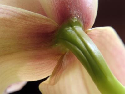 Orchid from a different perspective