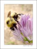 Bee 8