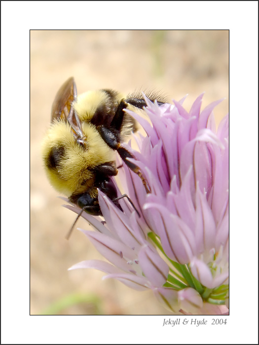 Bee 8