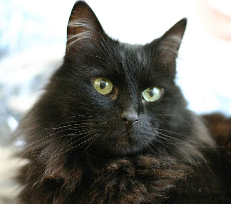 Кот черно шоколадный. Шантильи Тиффани кошка. Йоркская шоколадная кошка. Пород кошек Йоркская шоколадная. Йоркская кошка длинношерстная.