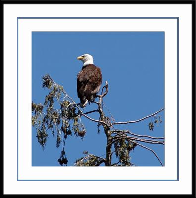 u46/jerichofire/medium/29960369.eagleframe.jpg
