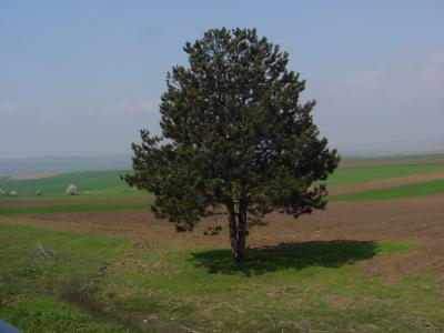 Bulgarian Farmland