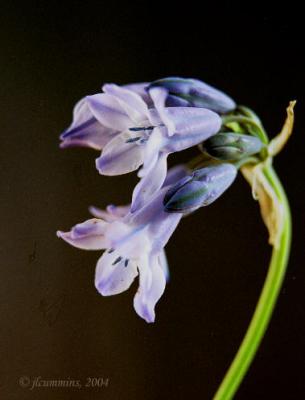 Douglas's brodiaea, Tritileia grandiflora