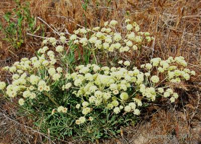 Parsnip flowered or creamy buckwheat, Eriogonum herodeoides