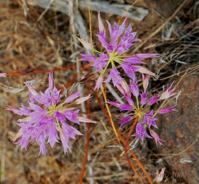 Taper-tip onion, Allium acuminatum