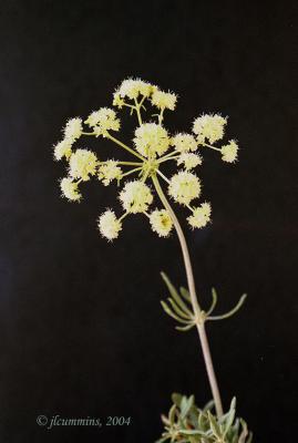 Parsnip flowered or creamy buckwheat, Eriogonum herodeoides