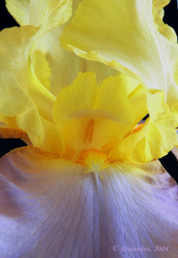 iris