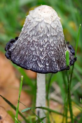 _MG_0147.jpg