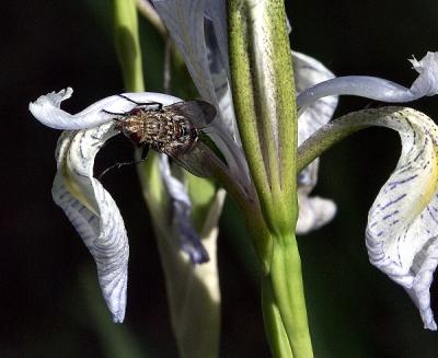 Fly close up.jpg