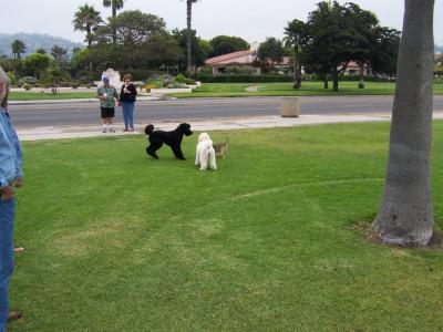 Dog Play On Promenade