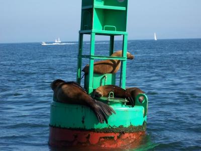 u46/jimholwerda/medium/33874862.SeaLions1.jpg