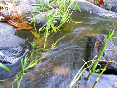 wet web