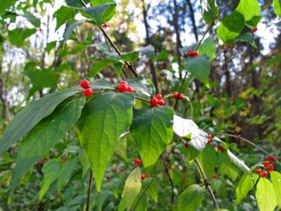 Honeysuckle