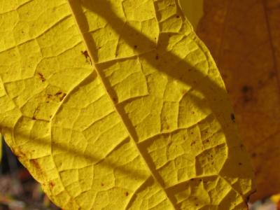 yellow leaf