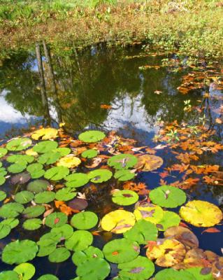 leaves in the lily pond