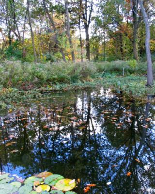 fall reflections