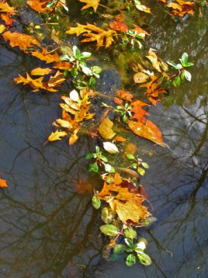 Oak leaf reflection